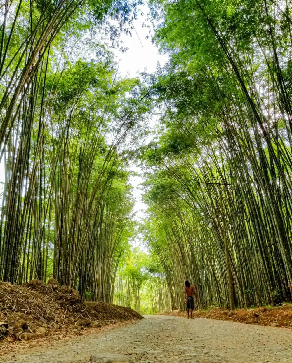 Bamboo forest walk